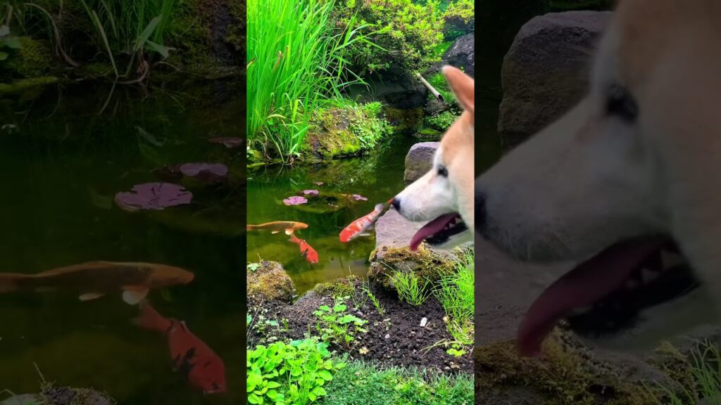 じいちゃんちの池で鯉を眺める柴犬。#shibainu #癒し #shorts #garden #pets