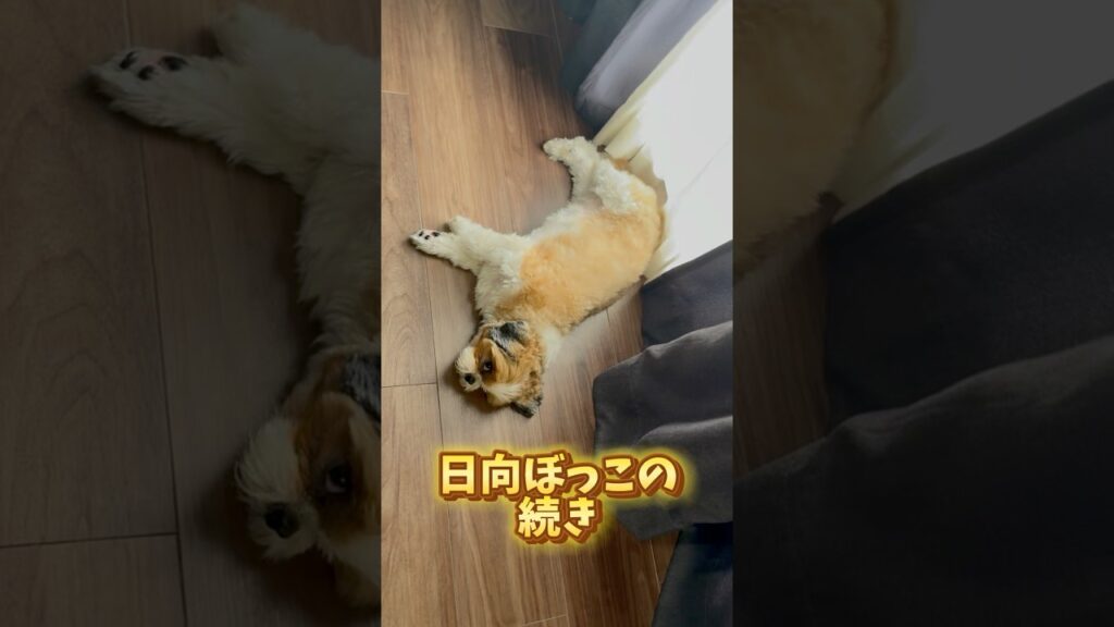 最近暑すぎるのよね。　#dog #shihtzu #癒し #犬のいる暮らし
