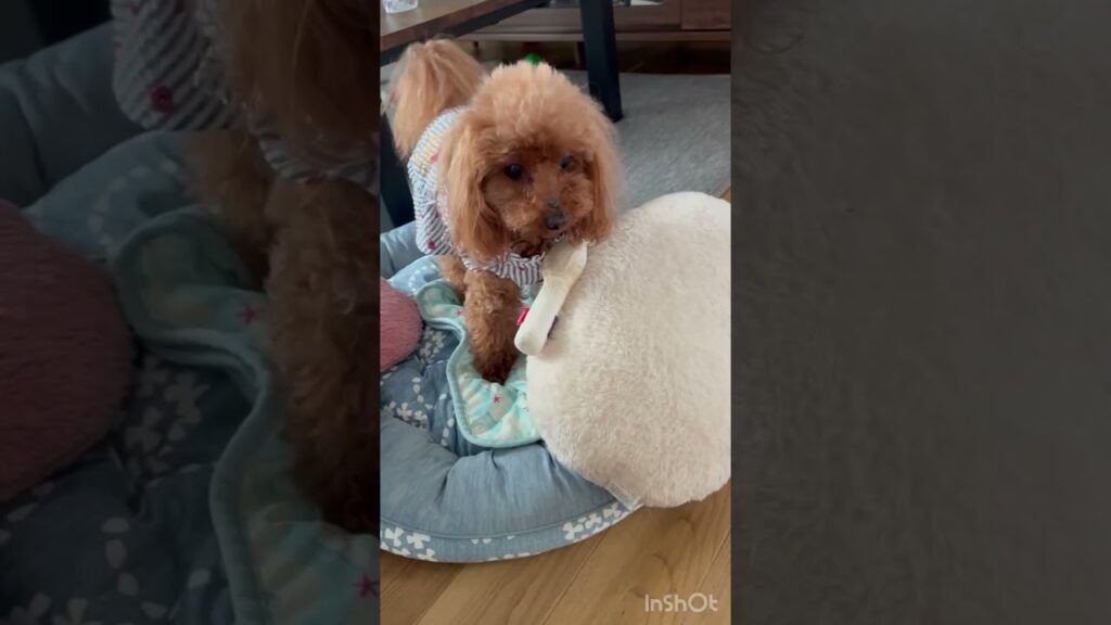 モコちゃんイライラ💢　#typ #トイプードル  #癒し #typebeat #可愛い #toypoodle