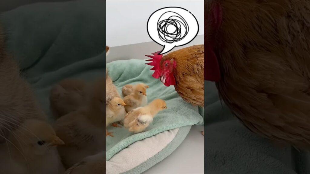 母鶏と猫ひよこ争奪戦