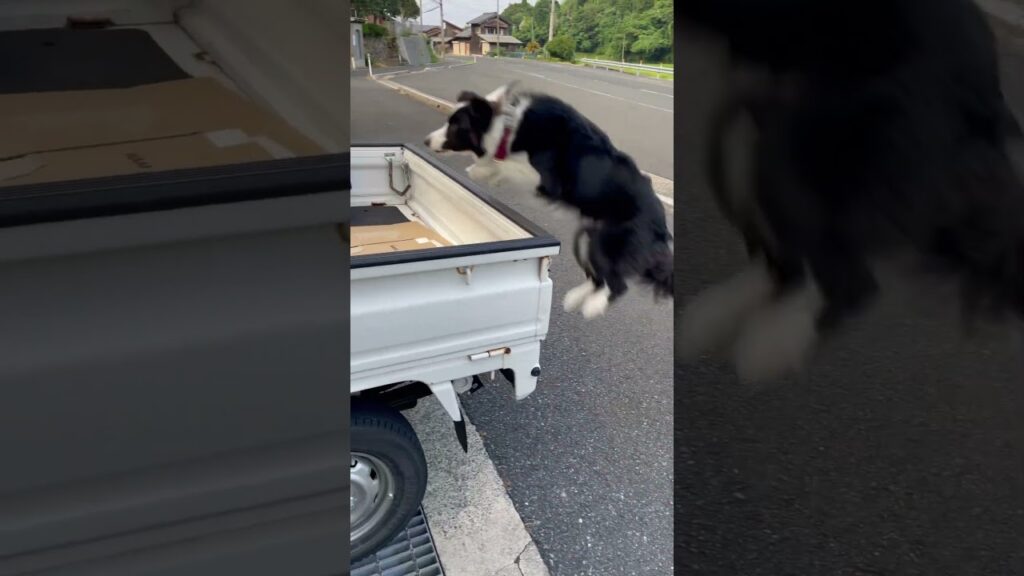 田舎のボーダーコリーあるある#shorts #ボーダーコリー #puppy #bordercollie #癒し #犬のいる生活