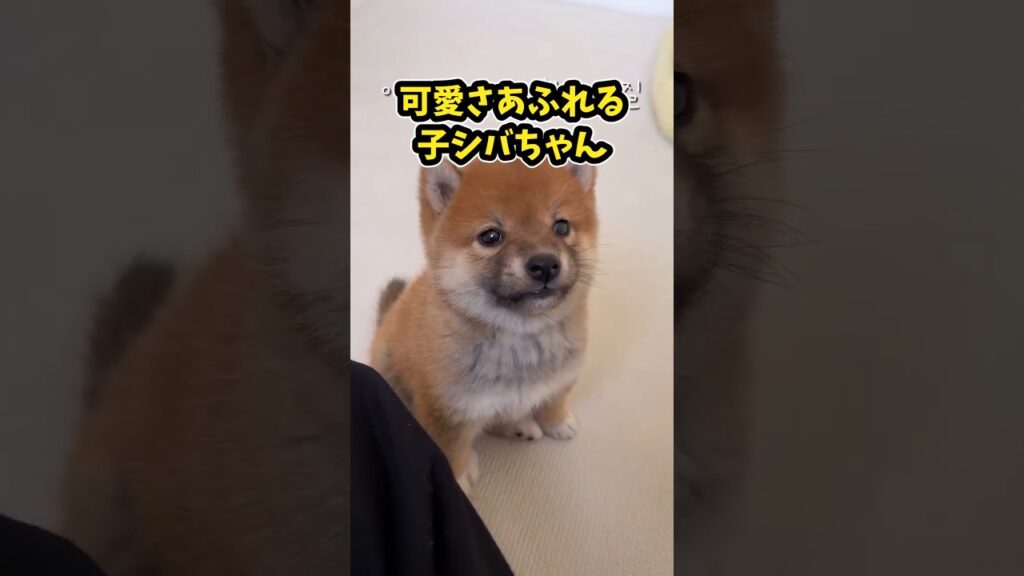 仕事で疲れたお前らに贈る笑いと癒しの柴犬5選ww　#柴犬 #柴犬のいる生活 #柴犬のいる暮らし #笑える #癒し #元気になる動画