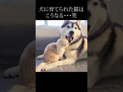 犬に育てられた猫はこうなる…#shorts