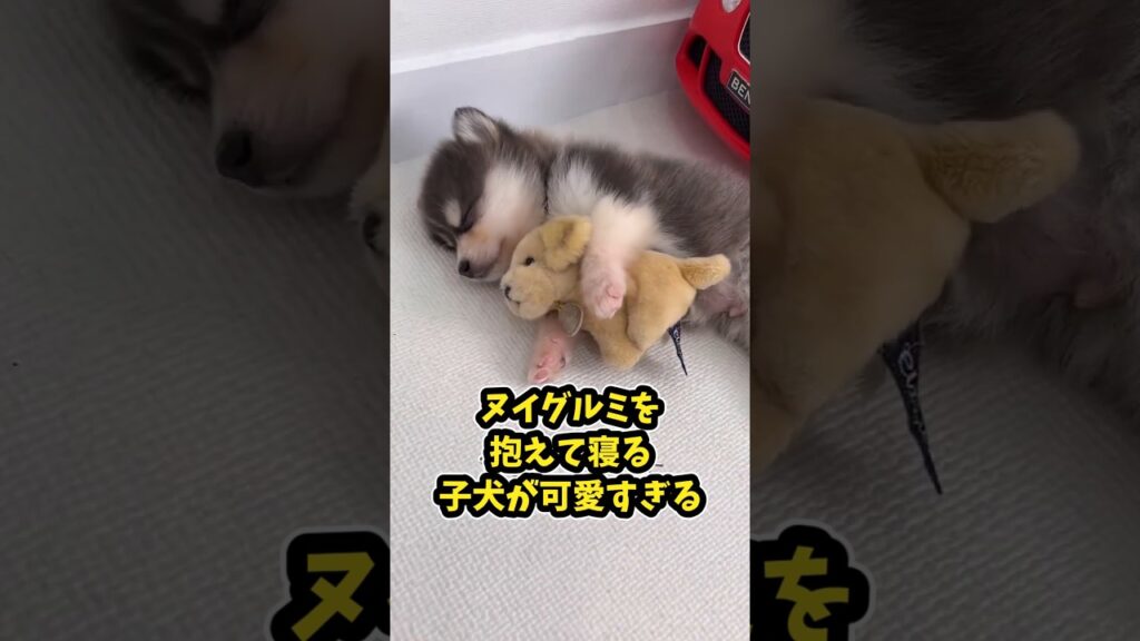 仕事で疲れた皆に贈る笑いと癒しのぶっといおてての子犬5選ww　#子犬 #笑える #癒し #子犬のいる生活 #子犬のいる暮らし #元気になる動画