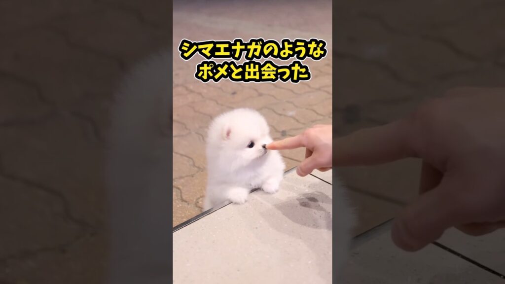 仕事で疲れた皆に贈る笑いと癒しのポメラニアン5選ww　#ポメラニアン #笑える #癒し #犬のいる生活 #犬のいる暮らし #元気になる動画