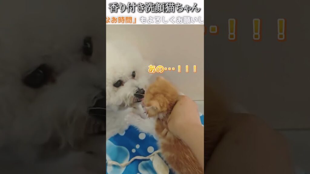 犬猫のおもしろ画像にツッコミどころ満載なアフレコしてみた＃324【洗顔】【ハプニング映像】#shorts　#アフレコ #面白動画