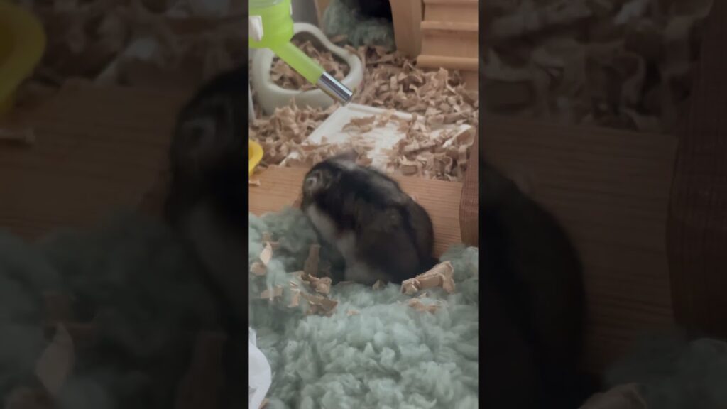 ハムちゃんの可愛い生活🐹❤️ Hamster’s cute life #shorts #ハムスター #かわいい #小動物 #癒し #ジャンガリアンハムスター #hamsters #ポナ