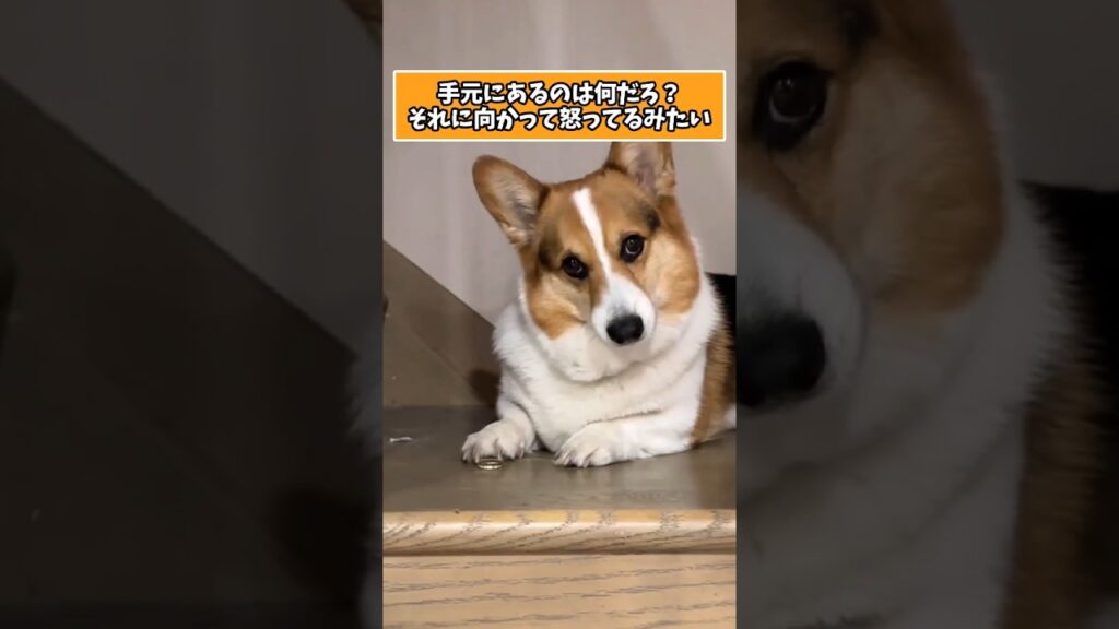 仕事で疲れた皆に贈る笑いと癒しのコーギー5選ww　#コーギー #笑える#癒し #コーギーのいる暮らし #犬のいる生活 #元気になる動画
