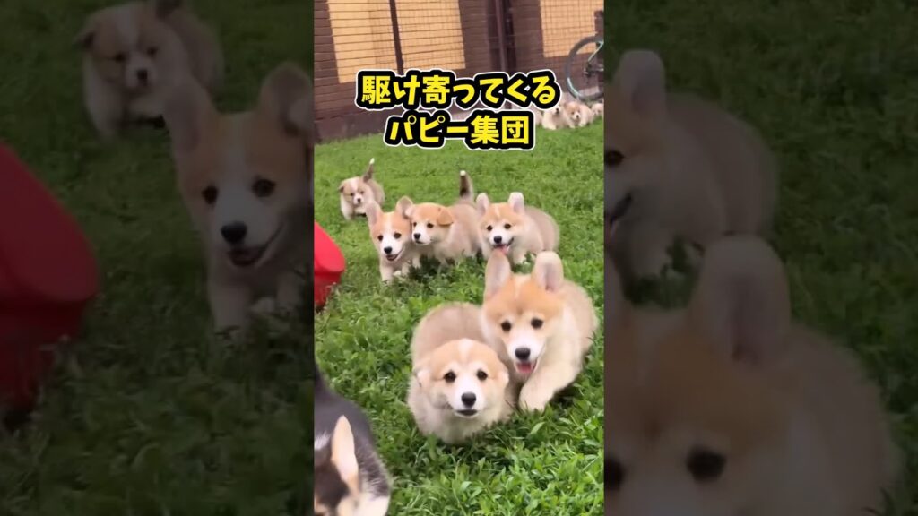 仕事で疲れた皆に贈る笑いと癒しのコーギーパピー5選ww　#子犬 #コーギー #笑える #癒し #子犬のいる生活 #元気になる動画