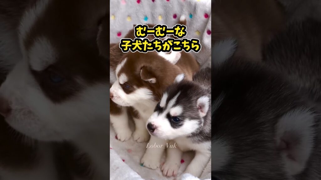 仕事で疲れた皆に贈る笑いと癒しのハスキーパピー5選ww　#ハスキー #子犬 #笑える #癒し #元気になる動画 #子犬のいる生活