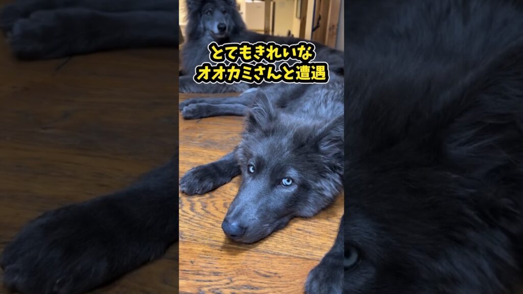 仕事で疲れた皆に贈る笑いと癒しのデカワンコ5選ww　#大型犬 #笑える #癒し #大型犬のいる生活 #大型犬のいる暮らし #元気になる動画