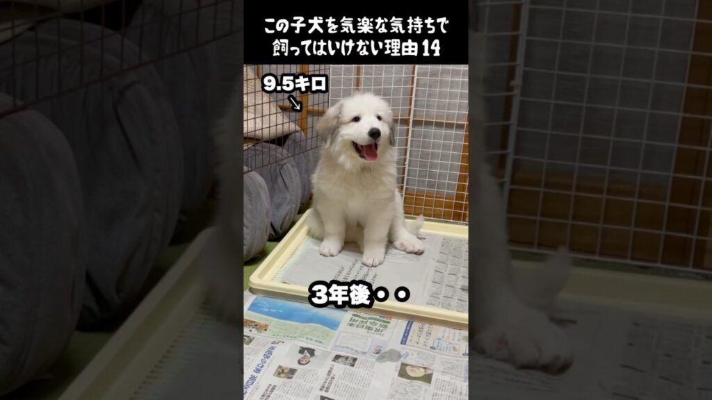 予想以上の成長をした子犬14 #greatpyrenees #癒し #大型犬のいる生活 #大型犬 #グレートピレニーズ #愛犬 #犬のいる生活 #犬のいる暮らし #可愛い #大型犬と暮らす
