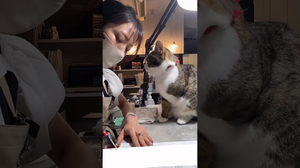 #猫のいる生活#癒し#家族愛