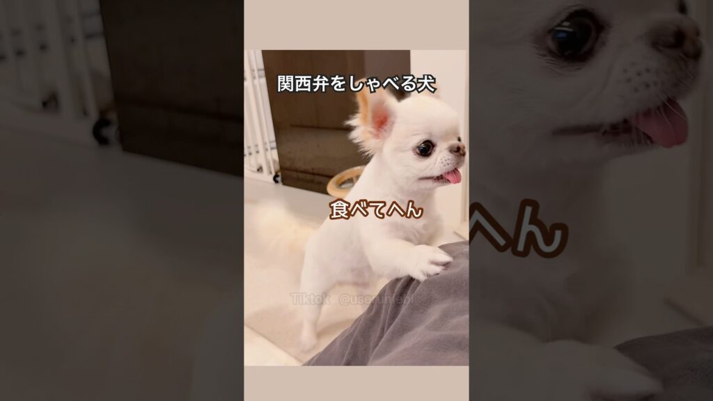 関西弁をしゃべる犬うにちゃん。 #チワワ #癒し #ほんわか #ほっこり #平和