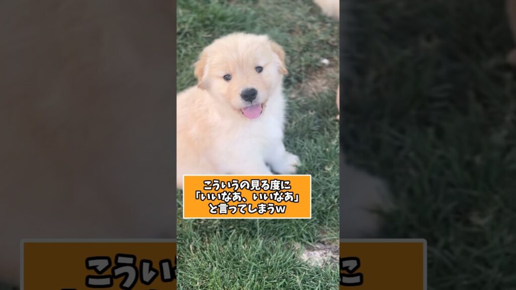 仕事で疲れた皆に贈る笑いと癒しのゴールデンパピー5選ww　#ゴールデンレトリバー子犬 #ゴールデンレトリバー #笑える #癒し #子犬のいる生活 #元気になる動画