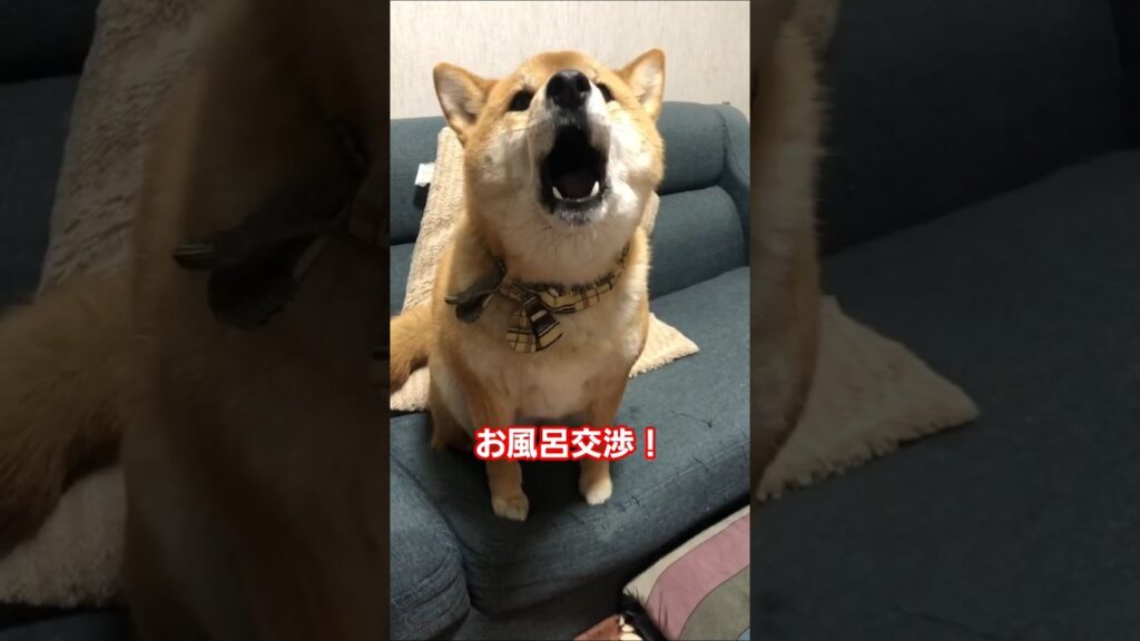 #柴犬 #柴犬のいる暮らし #shibainu #しばいぬ #癒し #愛犬 #cute #お風呂