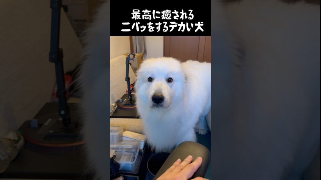 最高に癒される笑顔をする愛犬　#greatpyrenees #犬のいる生活 #大型犬のいる生活 #大型犬と暮らす #グレートピレニーズ #癒し #可愛い #ペット #愛犬 #大型犬と暮らす