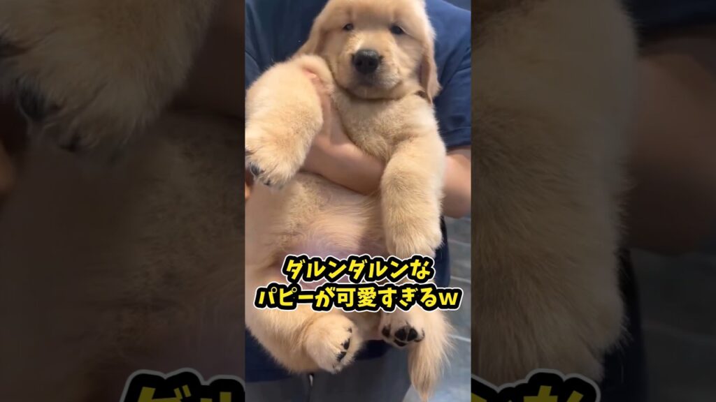 仕事で疲れた皆に贈る笑いと癒しのゴールデンパピー5選ww　#ゴールデンレトリバー子犬 #ゴールデンレトリバー #笑える #癒し #子犬のいる生活 #元気になる動画