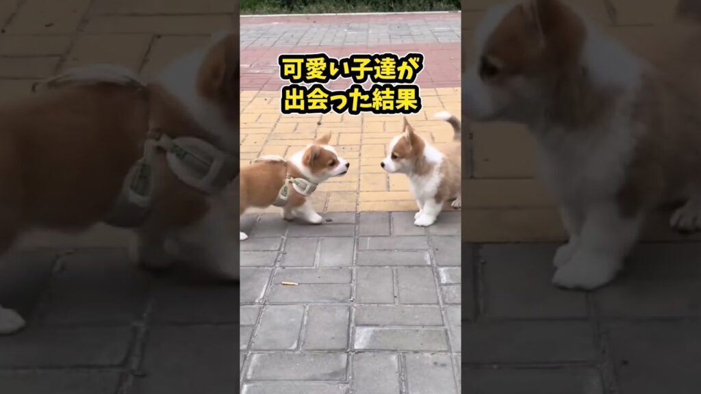 仕事で疲れた皆に贈る笑いと癒しのコーギー5選ww　#コーギー #笑える #癒し #コーギーのいる暮らし #犬のいる生活 #元気になる動画
