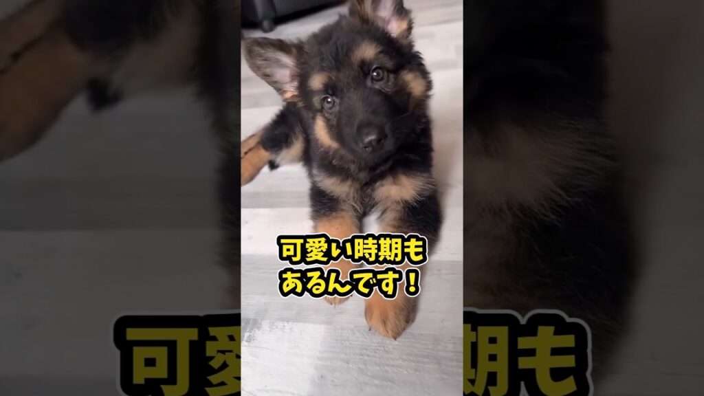 仕事で疲れた皆に贈る笑いと癒しのシェパード5選ww　#シェパード #笑える #癒し #犬のいる暮らし #犬のいる生活 #元気になる動画