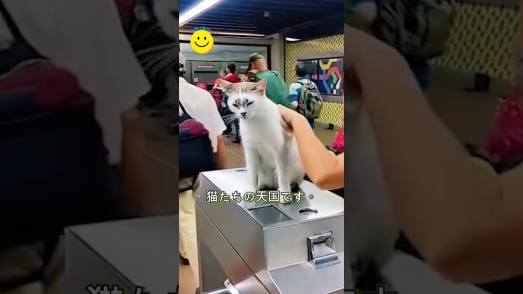 改札口に住み着いた猫駅員さん、毎日癒しをありがとう
