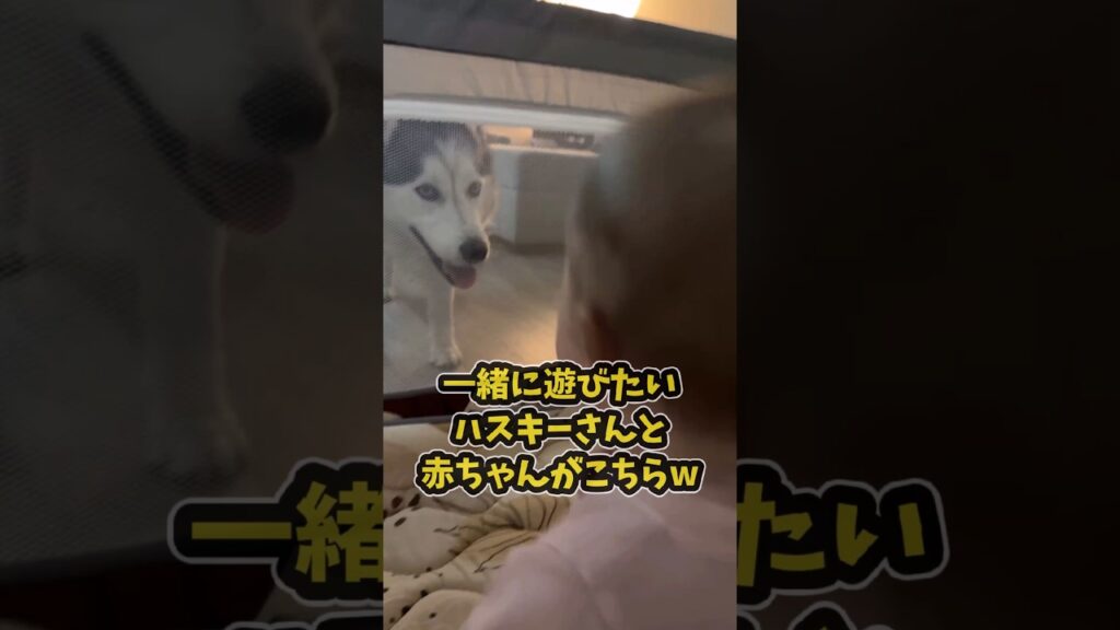 仕事で疲れた皆に贈る笑いと癒しのハスキー5選ww　#ハスキー #笑える #癒し #大型犬のいる生活 #大型犬のいる暮らし #元気になる動画