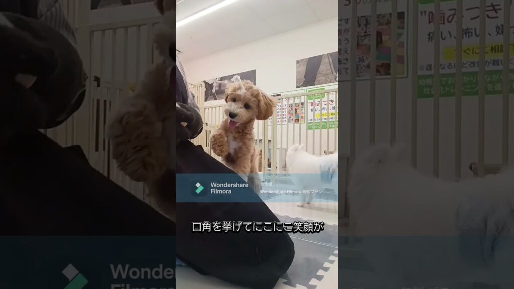 あまがみくんで7ヶ月のマルプーちゃんと遊んでみた＃あまがみ＃あまがみくん #愛犬 #癒し＃マルプー
