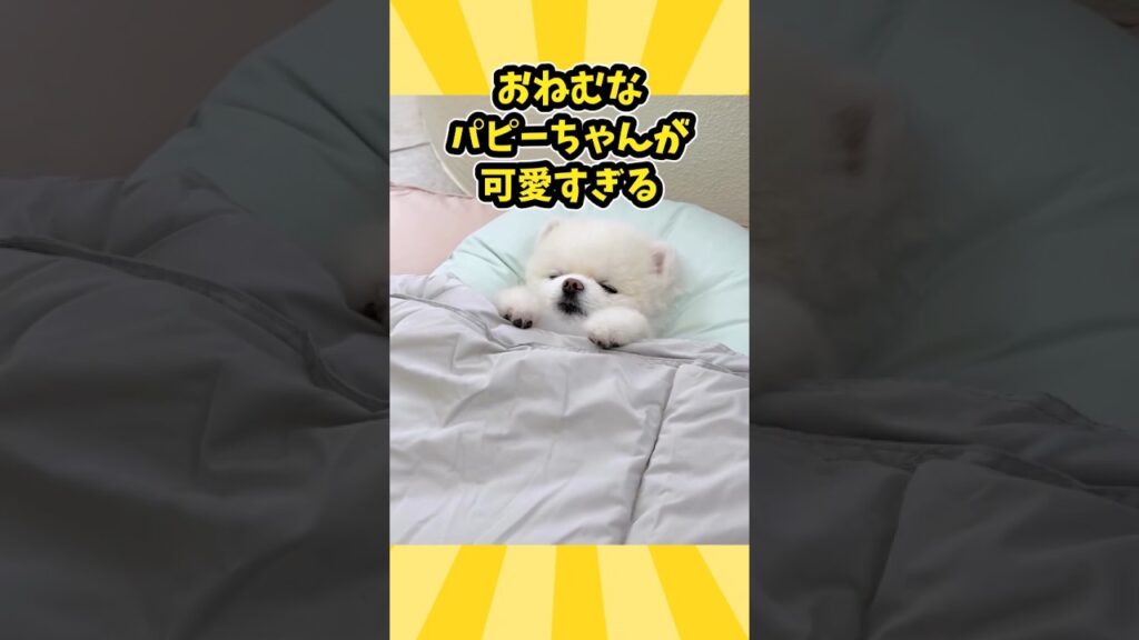 仕事で疲れた皆に贈る笑いと癒しのポメラニアンパピー5選ww　#ポメラニアン #笑い #癒し #ポメラニアンのいる生活 #犬のいる暮らし #元気になる動画