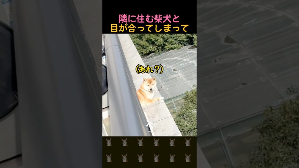 隣の柴犬と目が合ったら…