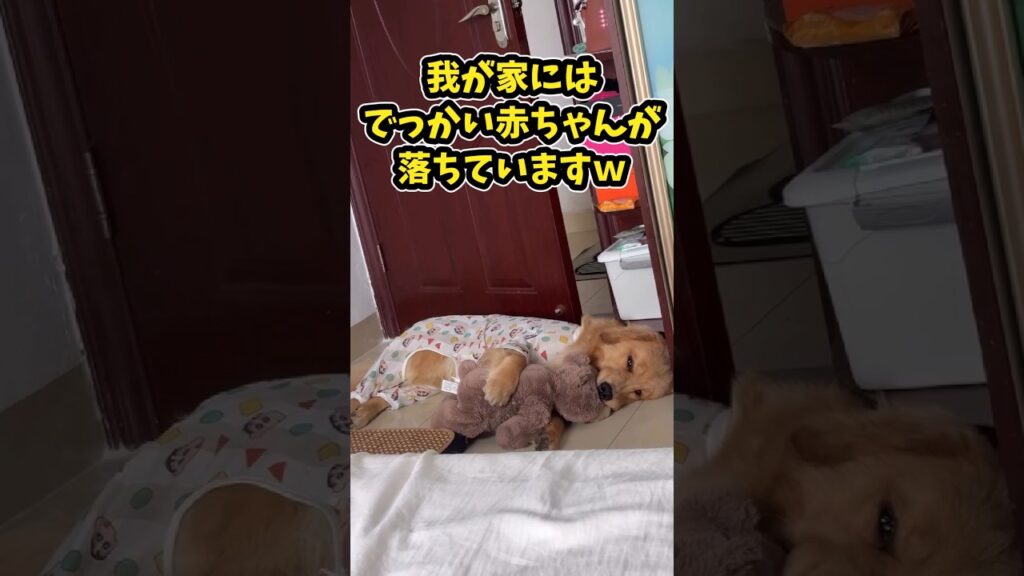 仕事で疲れた皆に贈る笑いと癒しのゴールデン5選ww　#ゴールデンレトリバー #笑える #癒し #大型犬のいる生活 #大型犬のいる暮らし #元気になる動画