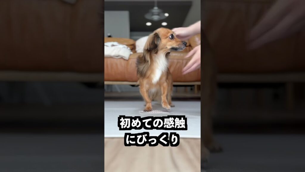 足ツボシートを全身に貼れば体がえぐいくらい軽くなるはず！