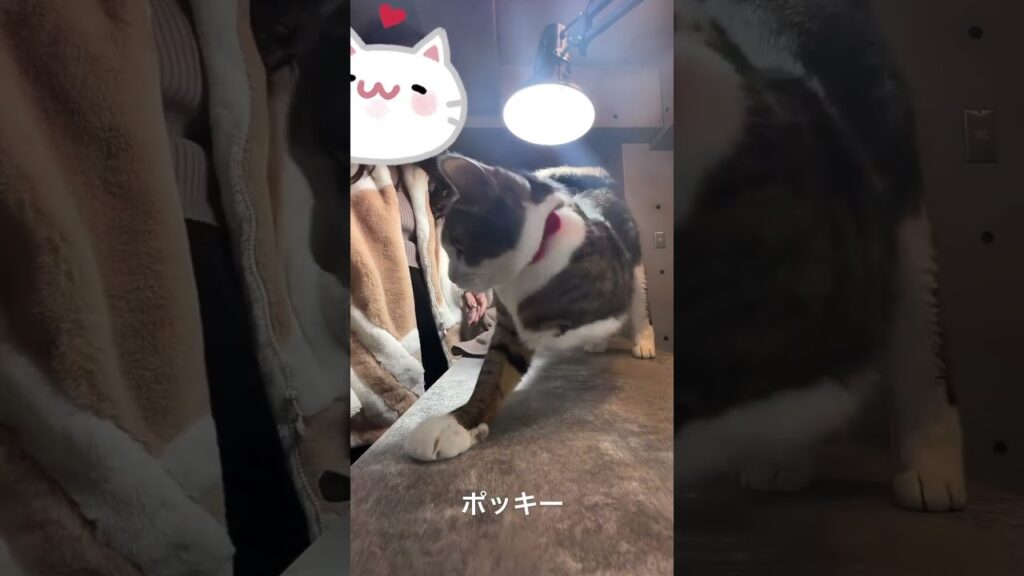 #猫のいる暮らし #癒し#家族愛