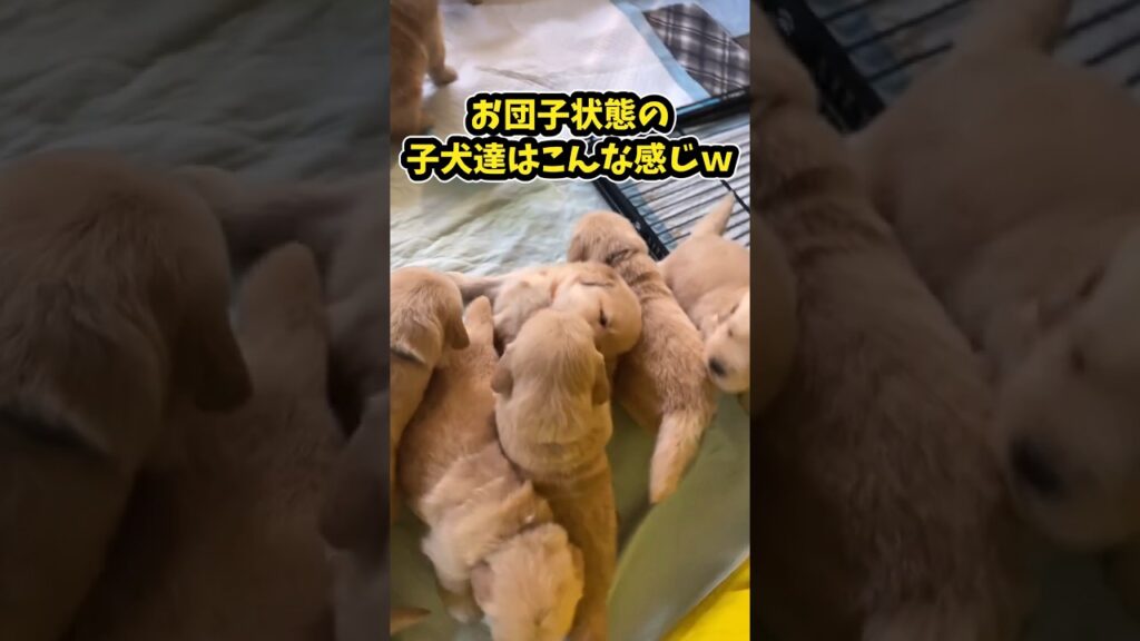 仕事で疲れた皆に贈る笑いと癒しのゴールデン5選ww　#ゴールデンレトリバー #笑える #癒し #大型犬のいる生活 #大型犬のいる暮らし #元気になる動画