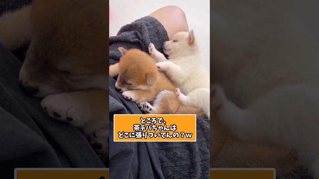 仕事で疲れた皆に贈る笑いと癒しの柴犬パピー5選ww　#子犬 #柴犬 #笑える #癒し #柴犬のいる暮らし #元気になる動画