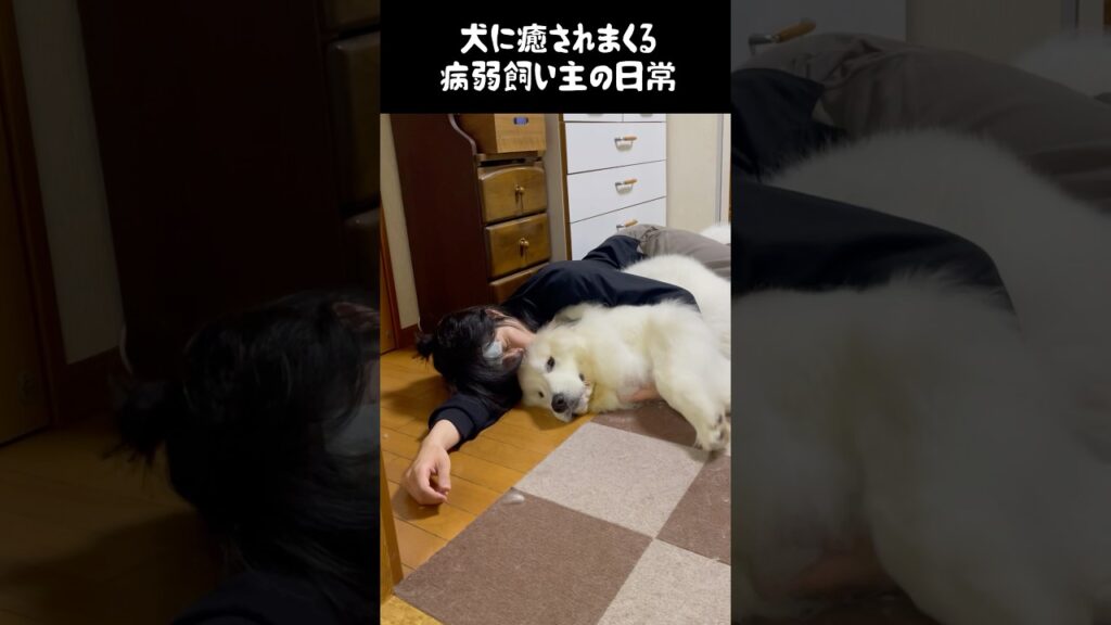 愛犬にコレやると一瞬で癒されるの俺だけ？　#greatpyrenees #犬のいる生活 #大型犬のいる生活 #大型犬と暮らす #大型犬 #グレートピレニーズ #癒し #可愛い #愛犬 #ペット