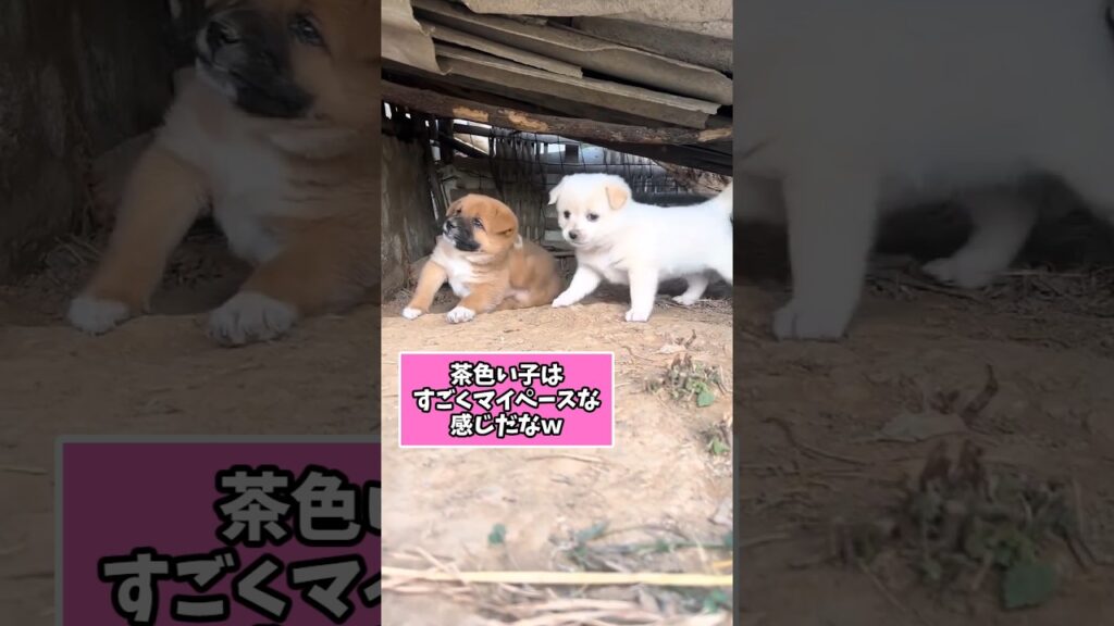 仕事で疲れた皆に贈る笑いと癒しの子犬5選ww　#子犬 #笑える #癒し #子犬のいる生活 #子犬のいる暮らし #元気になる動画