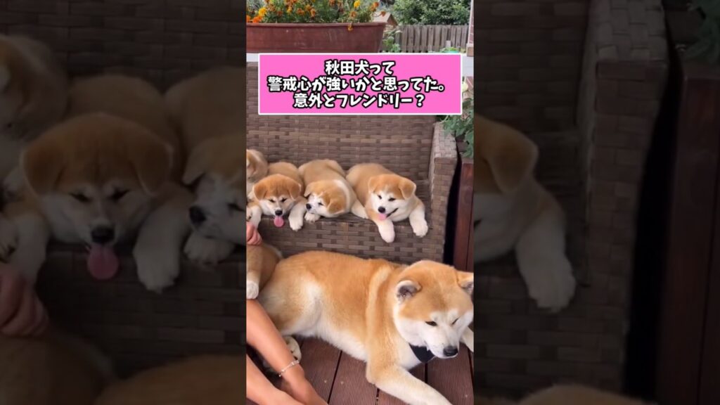 仕事で疲れた皆に贈る笑いと癒しのぶっといおてての子犬5選ww　#子犬 #笑える #癒し #子犬のいる生活 #子犬のいる暮らし #元気になる動画