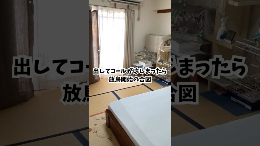 放鳥開始30秒前