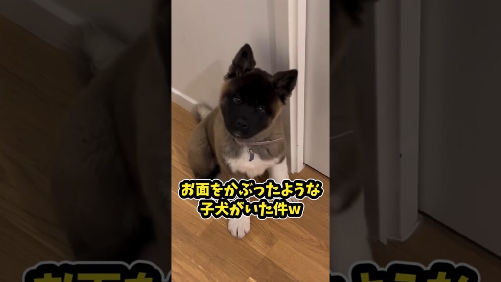 仕事で疲れた皆に贈る笑いと癒しの子犬5選ww　#子犬 #笑える #癒し #子犬のいる生活 #子犬のいる暮らし #元気になる動画