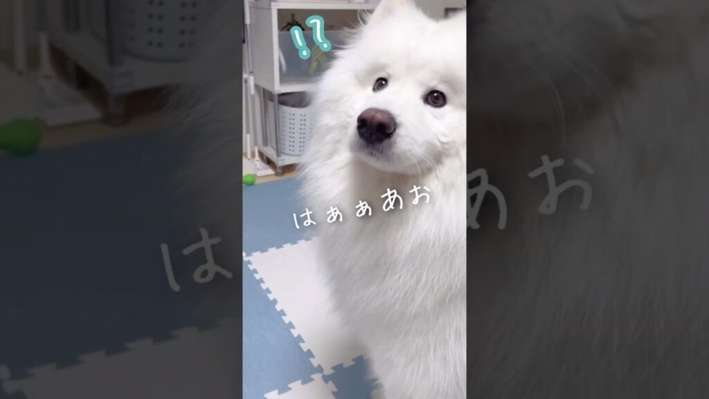 ヤツは突然現れた… #samoyed #サモエド #癒し