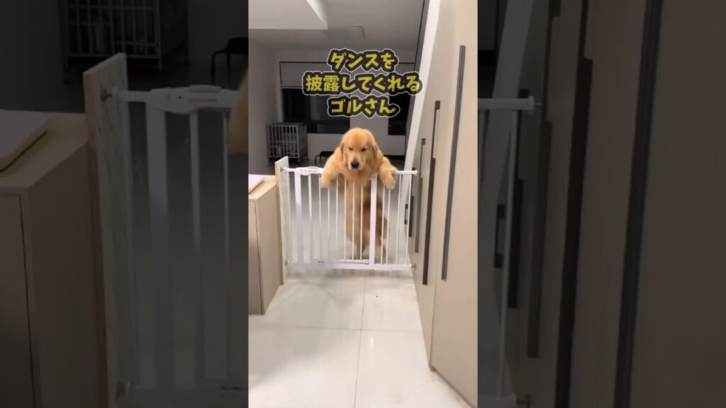 仕事で疲れた皆に贈る笑いと癒しのゴールデン5選ww　#ゴールデンレトリバー #笑える #癒し #大型犬のいる生活 #大型犬のいる暮らし #元気になる動画