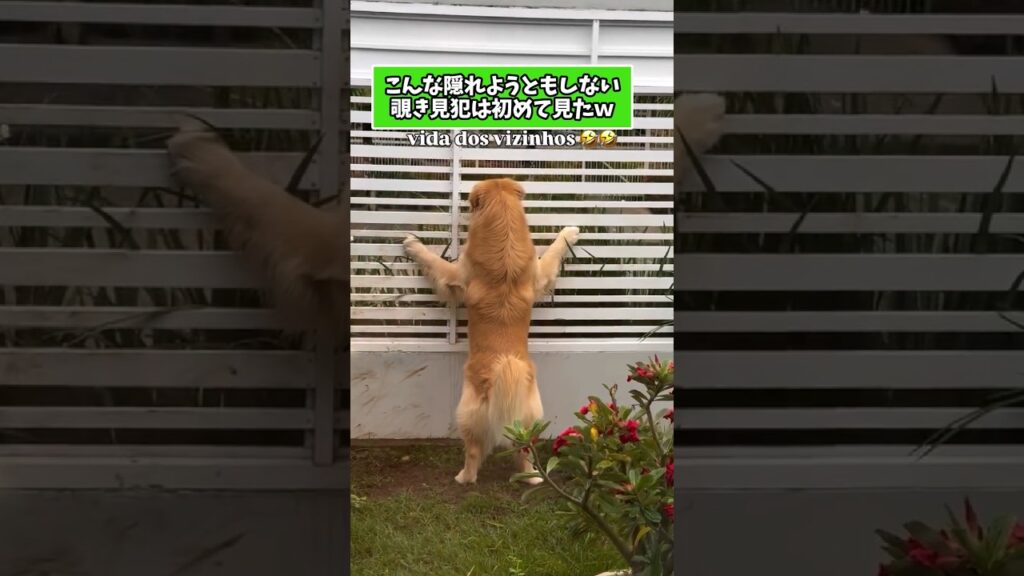 仕事で疲れた皆に贈る笑いと癒しのゴールデン5選ww　#ゴールデンレトリバー #笑える #癒し #大型犬のいる生活 #元気になる動画