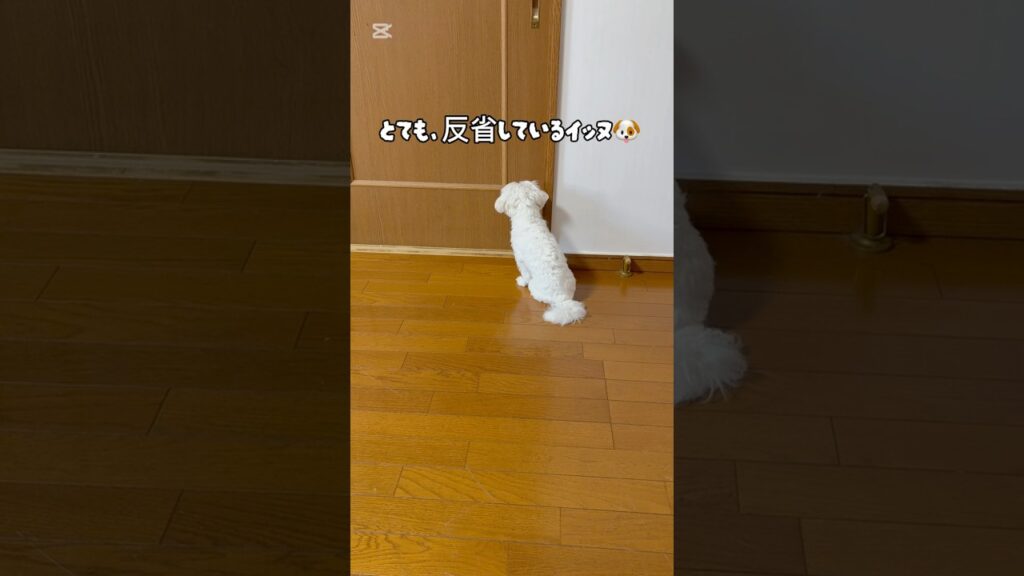 やっちまったイヌ🐶 #マルチーズ #ケンカ#癒し #maltese #puppy #犬のいる生活 #ごめんね。#高橋真理子
