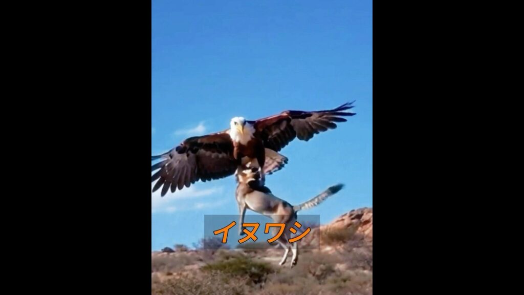 イヌワシ！ #動物 #動物プロダクション #癒し