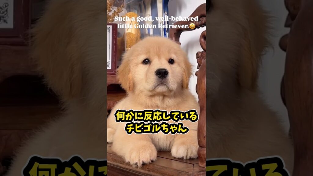 仕事で疲れた皆に贈る笑いと癒しのゴールデンパピー5選ww　#ゴールデンレトリバー #ゴールデンレトリバー子犬 #笑える #癒し #子犬のいる生活 #元気になる動画
