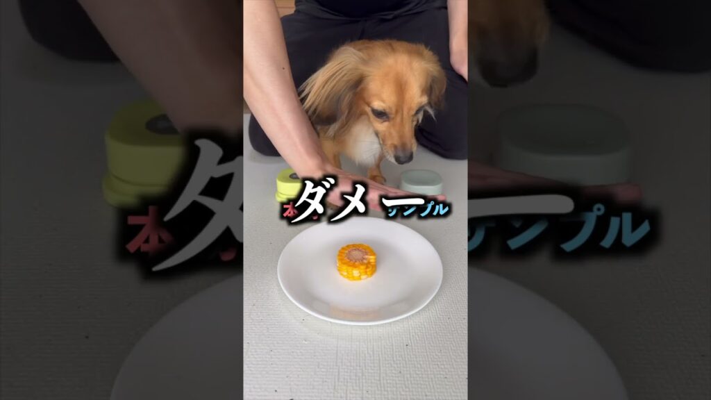 愛犬にサンプルか本物当てさせたら当てすぎたww
