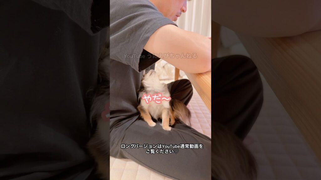 はじめてこんなにおしゃべりした妹犬♡ #チワワ #ほっこり #ほのぼの #平和 #ほんわか #癒し