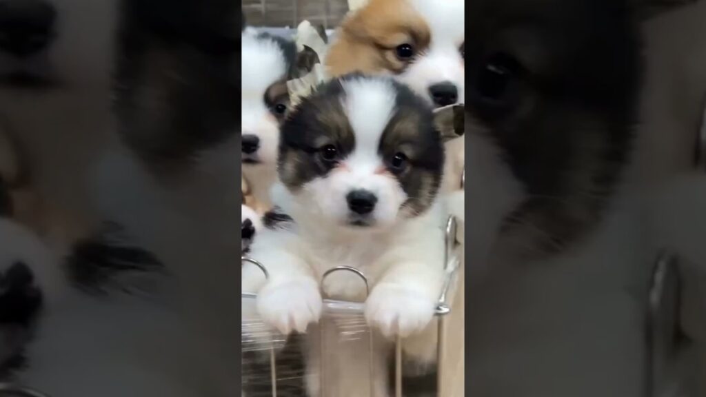 可愛すぎるパピー集めました6　#子犬 #癒し #子犬のいる生活 #子犬のいる暮らし #元気になる動画
