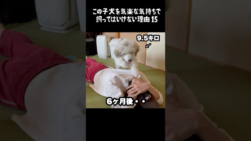 予想以上の成長をした子犬15 #greatpyrenees #犬のいる生活 #犬のいる暮らし #大型犬のいる生活 #グレートピレニーズ #癒し #愛犬 #ペット #可愛い #大型犬と暮らす