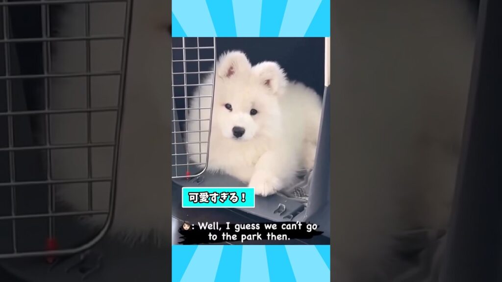 仕事で疲れた皆に贈る笑いと癒しのサモエドパピー5選ww　#サモエド #サモエド子犬 #笑える #癒し #子犬のいる生活 #元気になる動画
